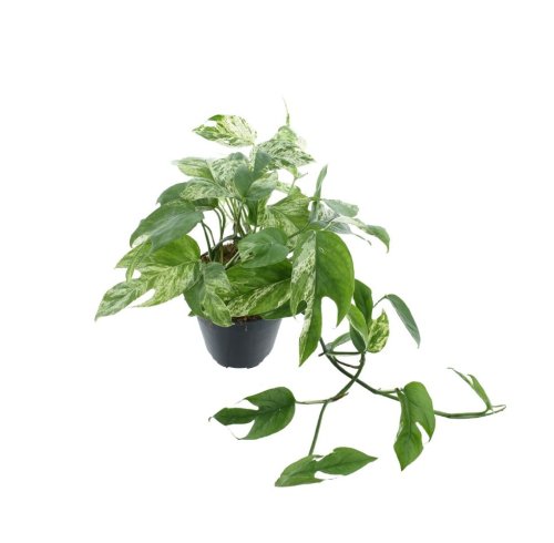Эпипремнум перистый Марбл Кинг Epipremnum Marble King 20/12