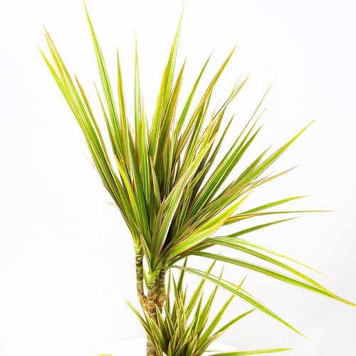 Драцена Биколор Dracaena Bicolor 30-15 80/17