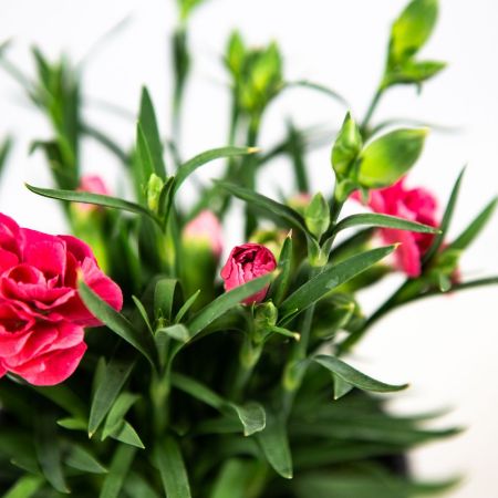 Гвоздика Sunflor р12