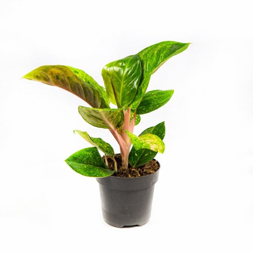 Аглаонема Эппл Грин Aglaonema Apple Green 35/12 (Н )
