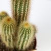 Кактус микс Cactus mix 20/12