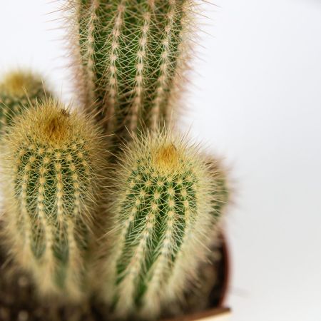 Кактус микс Cactus mix 20/12