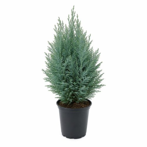 Кипарисовик Лавсона Chamaecyparis Lawsoniana Pelt's Blue 50/17 (Н)