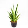 Сансевиерия Sansevieria Pineapple 25/10