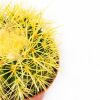 Эхинокактус Грузона Echinocactus grusonii 20/12 (Н)