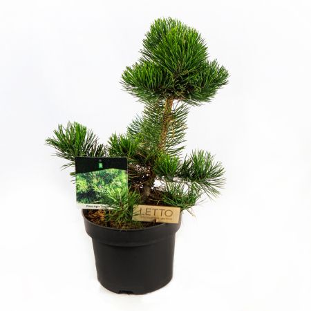 Сосна черная Орегон Грин Pinus nigra Oregon Green 5л (Н)