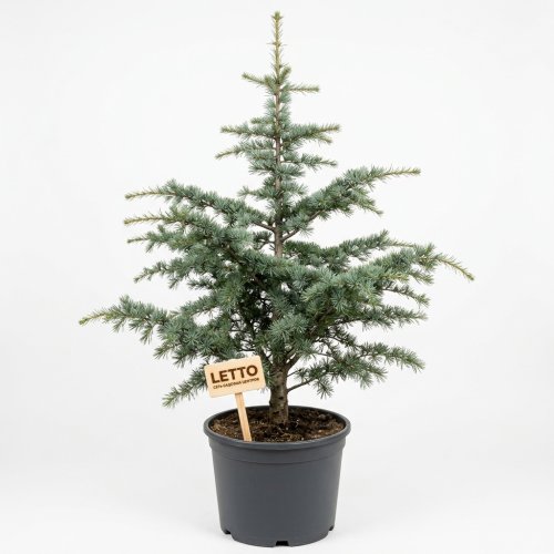 Кедр атласский Cedrus atlantica Glauca с55 175/200 (И)