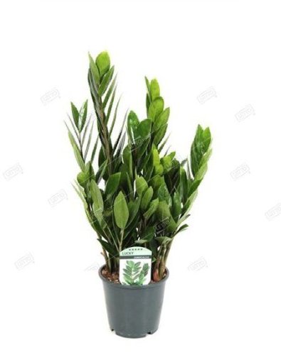 Замиокулькас Zamioculcas 8+ 80/21