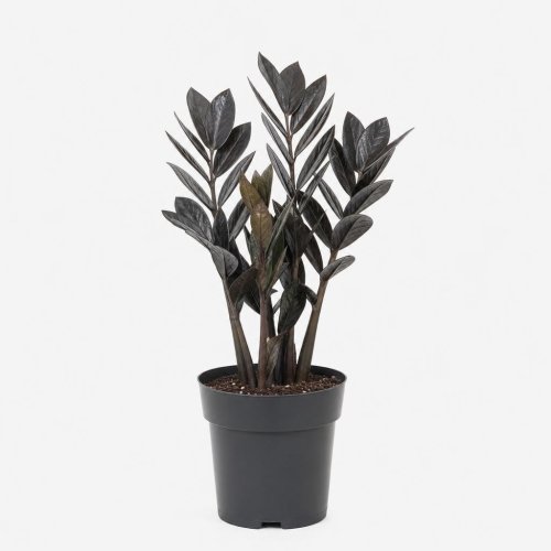 Замиокулькас черный Zamioculcas Black d19см