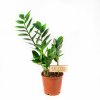 Замиокулькас Zamioculcas 2+ 50/12