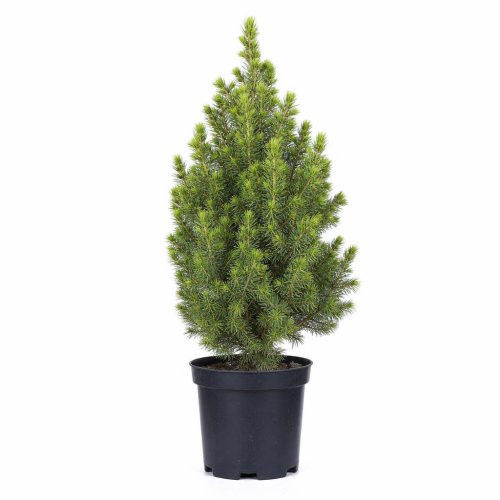 Ель канадская Picea glauca Zuckerhut 30/19 (Н)