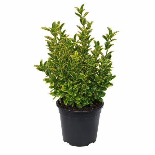 Бересклет японский Euonymus japonicus Exstase c2