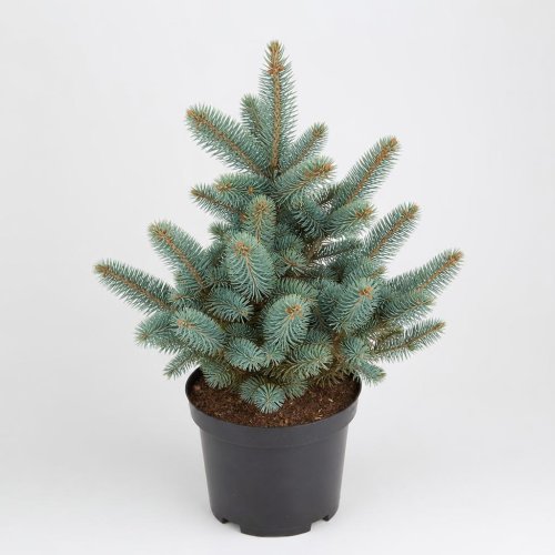 Ель колючая Picea pungens Fat Albert с25-35
