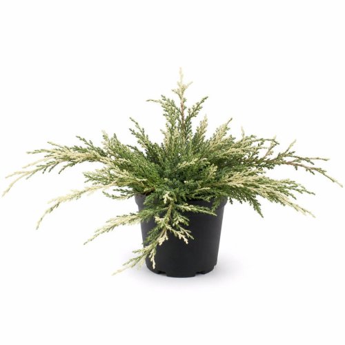 Можжевельник горизонтальный Variegata с3