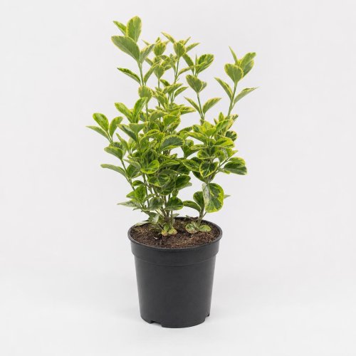 Бересклет японский Euonymus japonicus Exstase c1