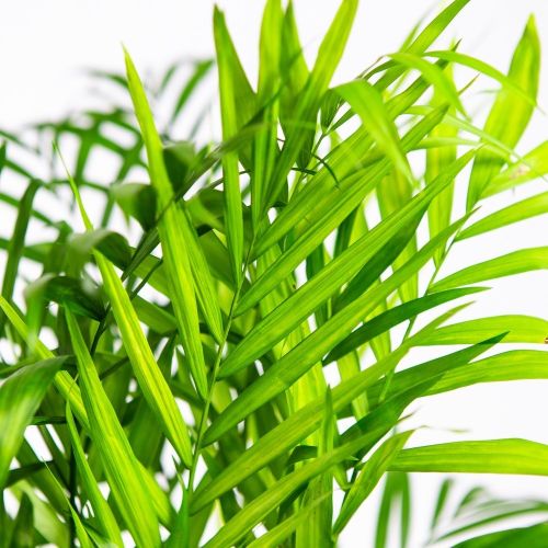 Хамедорея изящная Chamaedorea elegans 50/17 (Н)