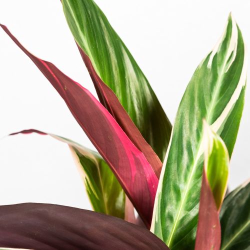 Калатея Триостар Calathea Triostar 80/19 (Н)