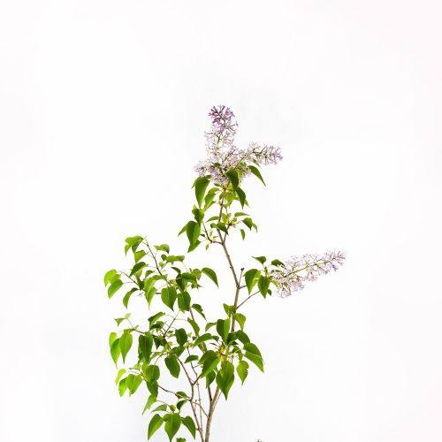 Сирень венгерская Syringa josikaea в ассорт. с5 80/100
