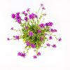 Арабис Spring Charm р17