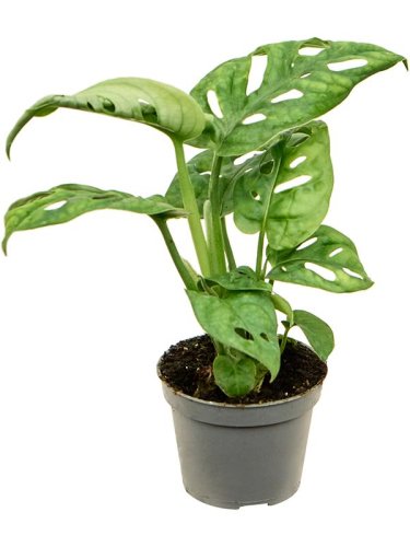 Монстера Monstera d10