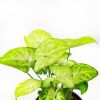 Сингониум Syngonium Golden Allusion р13