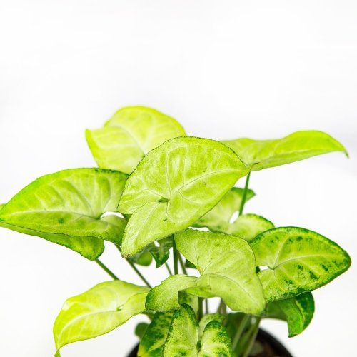Сингониум Syngonium Golden Allusion р13