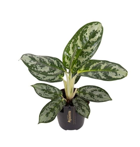 Аглаонема Амазон Сильвер Aglaonema Amazone Silver 35/14