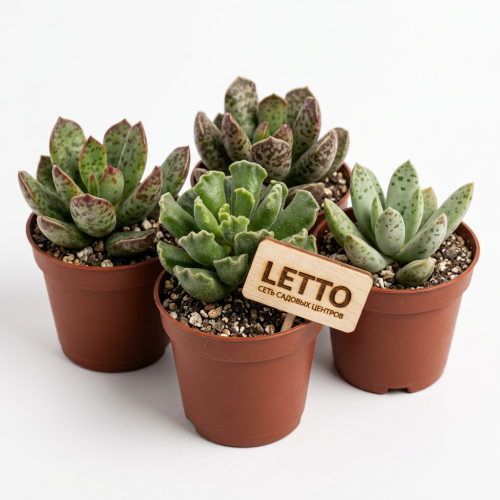 Адромискус микс Adromischus mix 8/5,5 (Н)