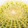 Эхинокактус Грузона Echinocactus grusonii 27/25 (Н)