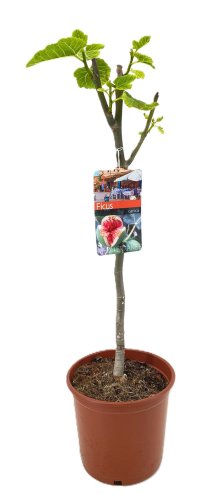 Инжир на штамбе Ficus Carica On Stem 75/21