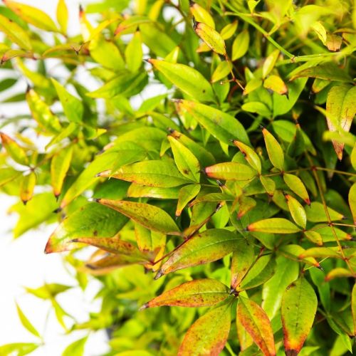 Нандина домашняя Gulf Stream с8/10 30/50 Nandina domestica Gulf Stream (И)