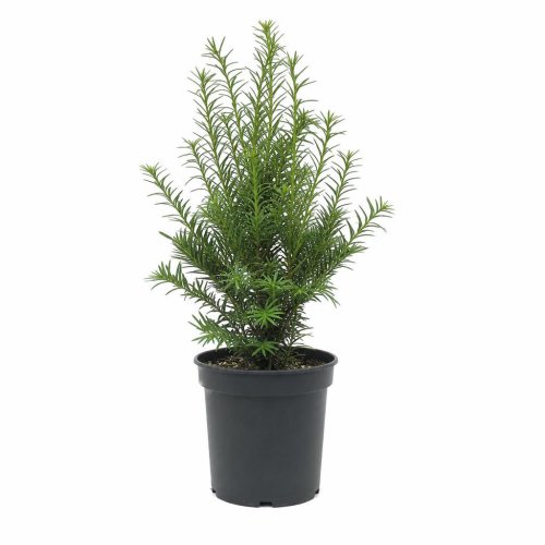 Тис ягодный Taxus baccata с5 (И)