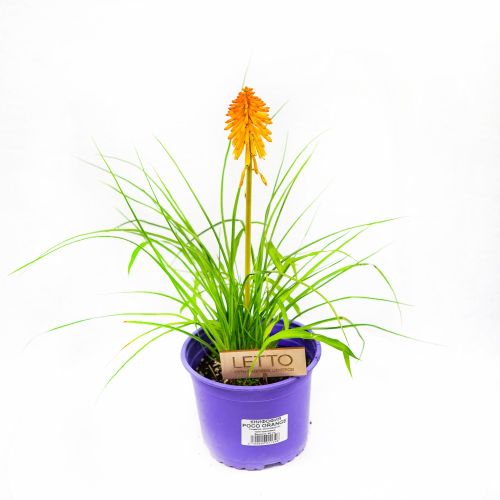 Книфофия Poco Orange с2
