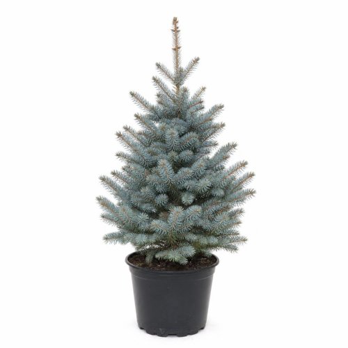 Ель колючая Супер Блю Picea pungens Super Blue с50/60