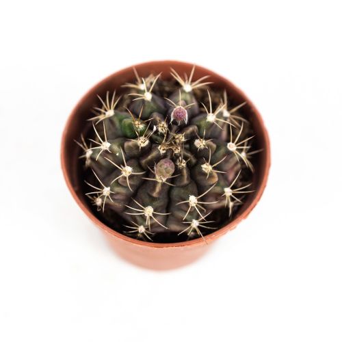 Гимнокалициум микс Gymnocalycium mix 15/5,5 (Н)