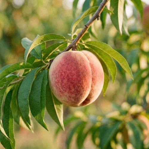 Персик обыкновенный полуштамб Prunus persica in varieta 10л (И)