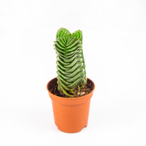 Крассула (толстянка) Буддас Темпл Crassula Buddha's Temple 12/6 (Н)