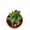 Астрофитум Astrophytum 8/5,5