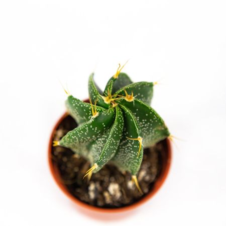 Астрофитум Astrophytum 8/5,5