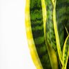 Сансевиерия Лауренти  Sansevieria Laurentii 17/21 (Н)