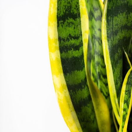 Сансевиерия Лауренти  Sansevieria Laurentii 17/21 (Н)