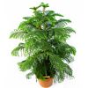 Араукария разнолистная Araucaria heterophylla 3рр 150/30 (Н ...