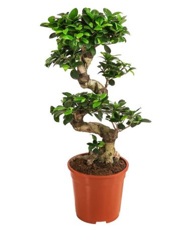 Фикус гинсенг S-образный Ficus ginseng S-type 110/33