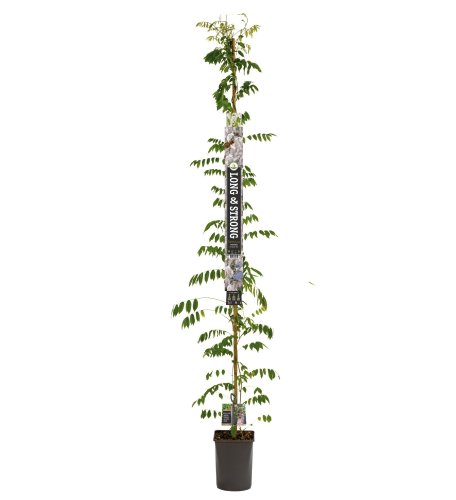 Глициния обильноцветущая Alba с10 175/200 Wisteria floribunda 
