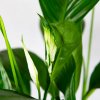 Спатифиллум Компакто Spathiphylium Compacto 65/17 (Н)
