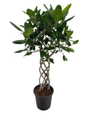 Фикус бенгальский Одри Ficus benghalensis Audrey Mat 140/31