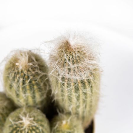 Кактус микс Cactus mix 25/17