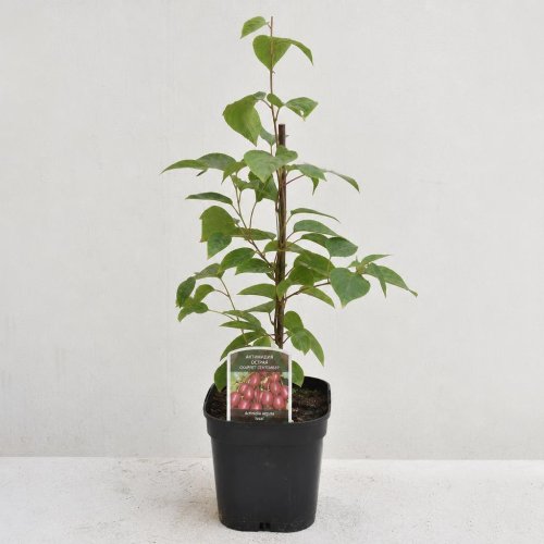 Актинидия острая Скарлет Семптембер Actinidia arguta Issai 2л