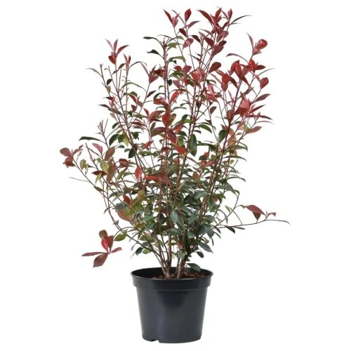 Фотиния пильчатая Red Robin с5 Photinia serrulata