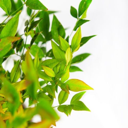 Нандина домашняя с3 Nandina domestica Gulf Stream (И)